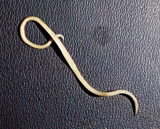 Le semen-contra des parasites le prix